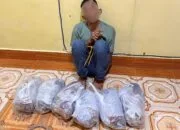 Enam Kilogram Ganja Disembunyikan di Semak, Kurir Jaringan Pemasok Lhokseumawe Diciduk di Nagan Raya