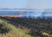 Damkar Aceh Besar Berjibaku Padamkan Api, Lima Hektare Lahan Sawah Terbakar