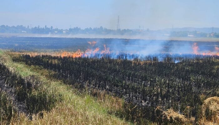 Damkar Aceh Besar Berjibaku Padamkan Api, Lima Hektare Lahan Sawah Terbakar