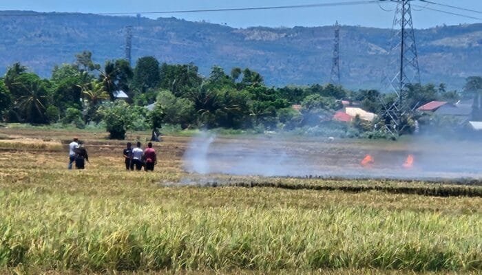 Damkar Aceh Besar Padamkan Karhutla di Tengah Sawah
