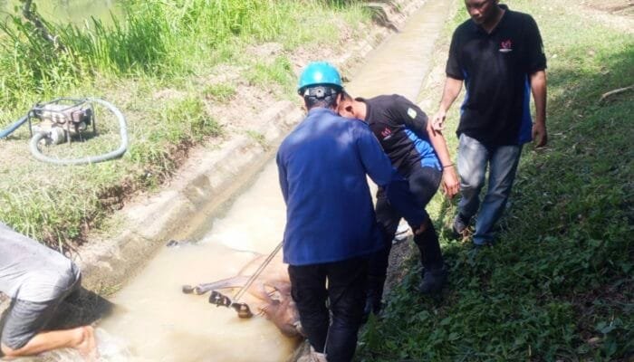Sapi Terperosok ke Irigasi di Seulimum, Damkar BPBD Aceh Besar Turun Tangan