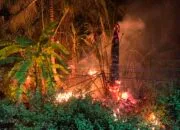 Kebakaran Lahan Rumbia di Simpang Tiga Bikin Warga Panik
