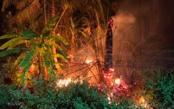 Kebakaran Lahan Rumbia di Simpang Tiga Bikin Warga Panik