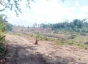Program Peremajaan Sawit Rakyat di Alue Patong Aceh Timur Diduga Menyimpang