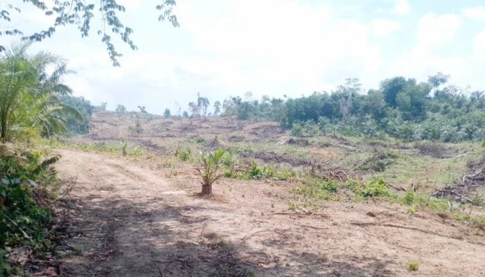 Program Peremajaan Sawit Rakyat di Alue Patong Aceh Timur Diduga Menyimpang