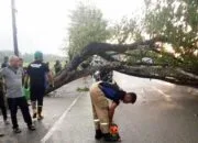 Pohon Tumbang di Jalan Nasional Lambeugak, Petugas Bergerak Cepat