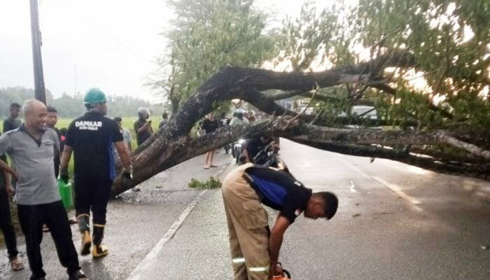 Pohon Tumbang di Jalan Nasional Lambeugak, Petugas Bergerak Cepat