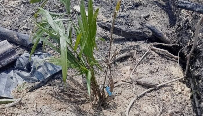 Petani di Aceh Timur Pertanyakan Dana PSR Ratusan Miliar, Minta RAB Dibuka Transparan