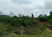 DPRK Aceh Timur Surati Dinas Perkebunan, Minta Data CPCL PSR Dibuka ke Publik