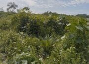 Pogram PSR di Jambo Bale Aceh Timur Terancam Mangkrak, Puluhan Hektare Lahan Dipenuhi Semak Belukar