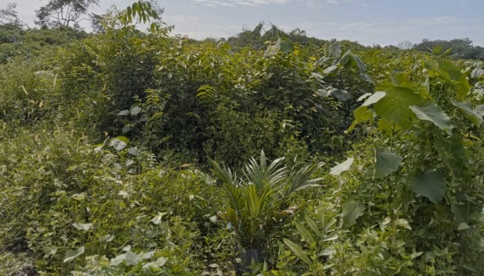 Pogram PSR di Jambo Bale Aceh Timur Terancam Mangkrak, Puluhan Hektare Lahan Dipenuhi Semak Belukar