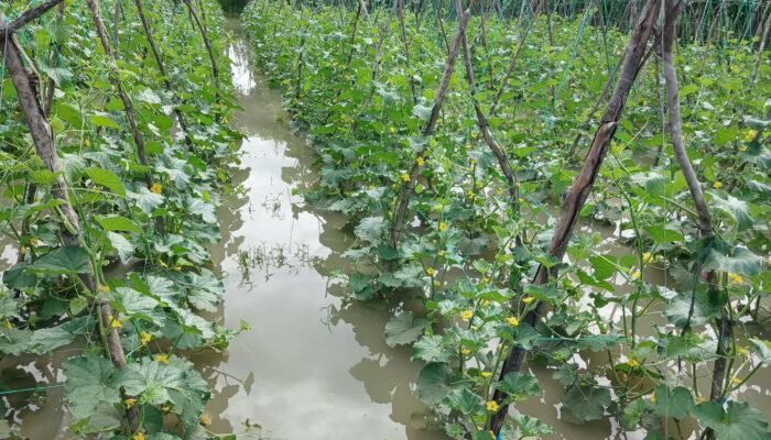 Kebun Melon BUMG Gairah Muda Gampong Lheu Blang Terendam Banjir, Petani Khawatir Gagal Panen