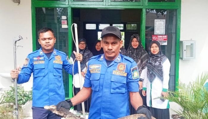 Heboh! Biawak Terjebak di Ruangan Kantor KUA Kuta Malaka, Damkar Aceh Besar Turun Tangan