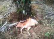 Belasan Sapi Diterkam Harimau, Pembabatan Koridor Satwa di Aceh Timur Diduga Pemicu