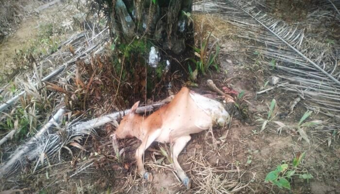 Belasan Sapi Diterkam Harimau, Pembabatan Koridor Satwa di Aceh Timur Diduga Pemicu