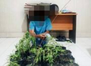 Ngaku Tukang Kebun, Pria di Banda Aceh Ditangkap Polisi saat Siram Tanaman Ganja