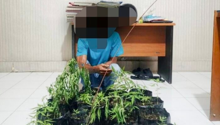 Ngaku Tukang Kebun, Pria di Banda Aceh Ditangkap Polisi saat Siram Tanaman Ganja
